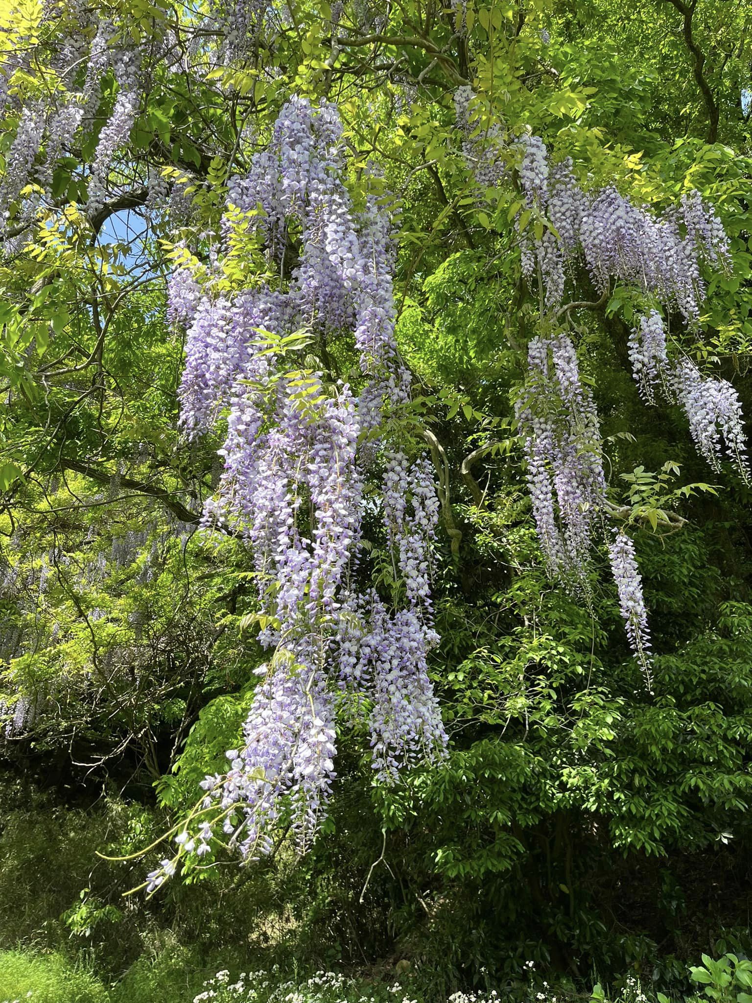 フジの花 - 武藤正樹のWebサイト